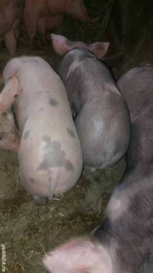 Disponibili soldani 40-90 kg - imagine 3