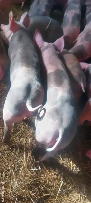 Disponibili soldani 40-90 kg - imagine 2