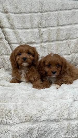 Cavapoo pudel maltipoo bichon  - imagine 3