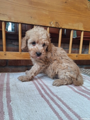 Pudel Pitic - imagine 5