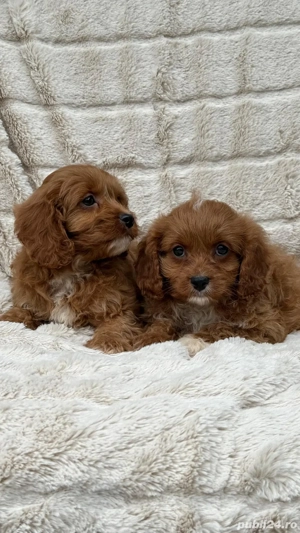 Cavapoo pudel maltipoo bichon  - imagine 2