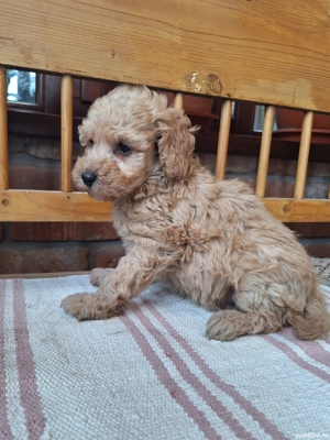 Pudel Pitic - imagine 6