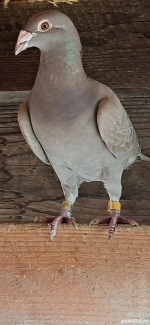 Porumbei frumosi - imagine 3