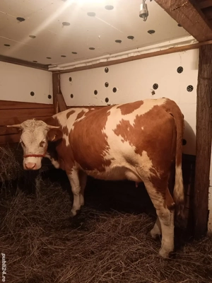 Vând o junica baltata românească de 3 ani gestanta în 3 luni - imagine 4