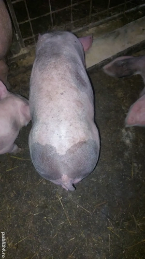 3 scrofite si un purcel - imagine 3