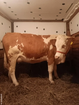 Vând o junica baltata românească de 3 ani gestanta în 3 luni - imagine 3