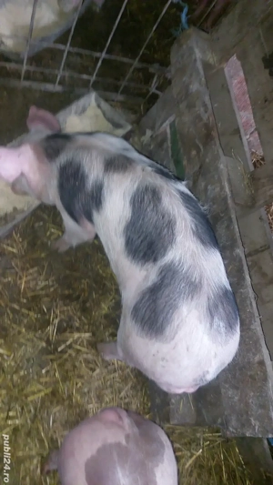 3 scrofite si un purcel - imagine 5