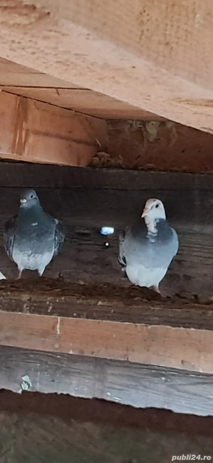 Porumbei frumosi - imagine 5