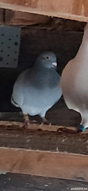 Porumbei frumosi - imagine 4