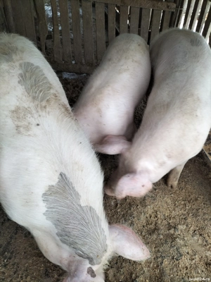 Vand porci - imagine 2