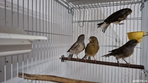 Seminte mei pentru papagali  - imagine 5