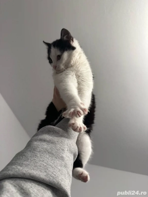 Donez pui de pisică   mic, sănătos, plin de energie