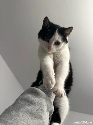 Donez pui de pisică   mic, sănătos, plin de energie - imagine 2