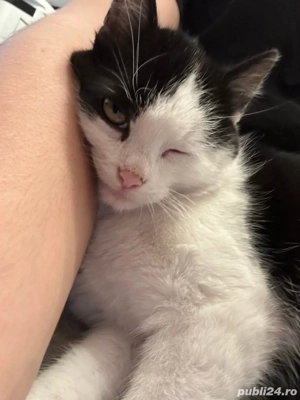 Donez pui de pisică   mic, sănătos, plin de energie - imagine 3
