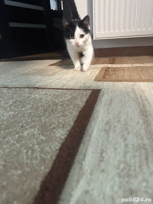 Donez pui de pisică   mic, sănătos, plin de energie - imagine 4