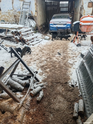 Vind 4 fetite și 4 baieti - imagine 5