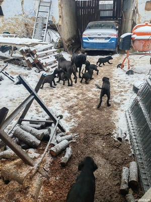 Vind 4 fetite și 4 baieti - imagine 3