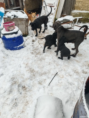 Vind 4 fetite și 4 baieti