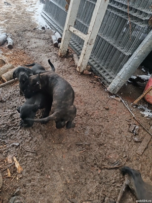 Vind 4 fetite și 4 baieti - imagine 4