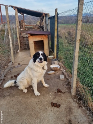 ciobanesc de bucovina