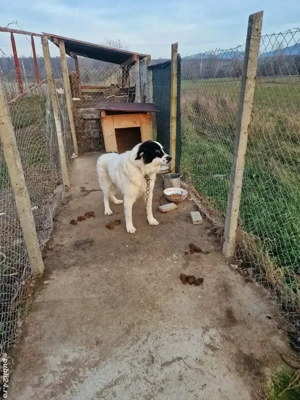 ciobanesc de bucovina - imagine 2