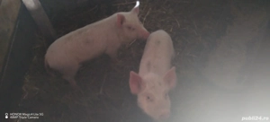 Grasuni de vânzare  - imagine 2