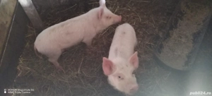 Grasuni de vânzare  - imagine 3