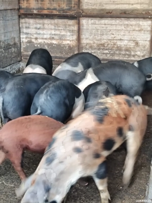 vand scroafe reproducție  - imagine 2