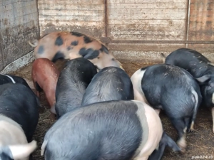 vand scroafe reproducție  - imagine 3