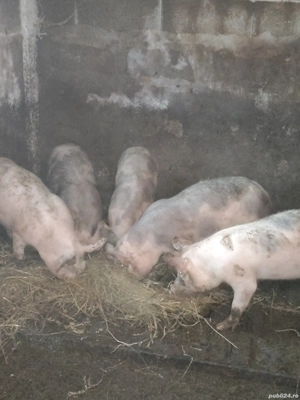 porci de car - imagine 4