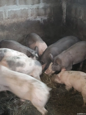 porci de car - imagine 2