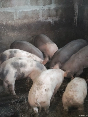 porci de car - imagine 3