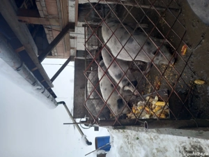 Vand 7 porci  - imagine 2