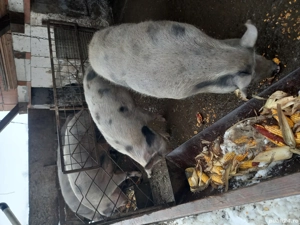 Vand 7 porci  - imagine 5