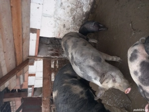 Vand 7 porci  - imagine 3
