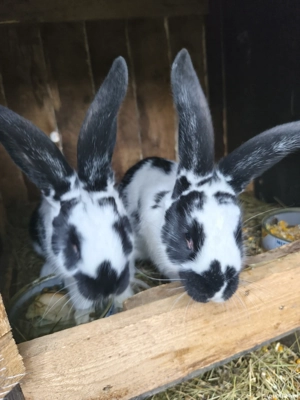 Iepuri de vânzare  - imagine 5