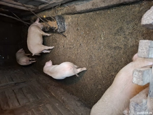 purcei  kg - imagine 2