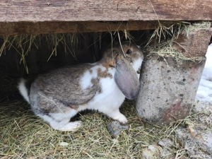 Iepuri de vânzare  - imagine 2