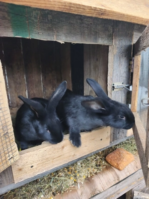 Iepuri de vânzare  - imagine 3