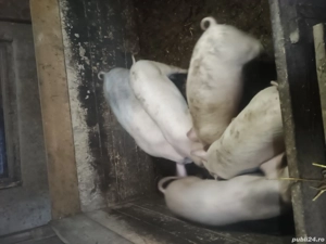 vand sau schimb - imagine 2