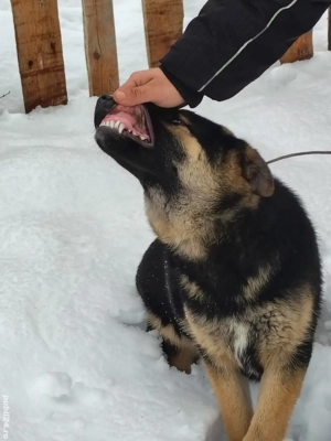 Vand urgent ciobanesc german  - imagine 2