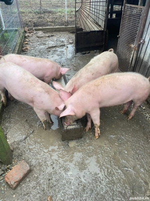 Vând purcei (grostei) - imagine 4