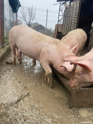 Vând purcei (grostei) - imagine 2