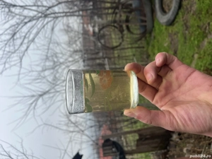 Vin sovignon 2025  - imagine 2