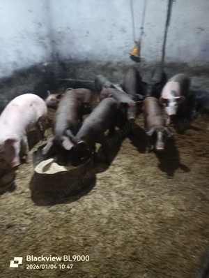 Vând purcei - imagine 2