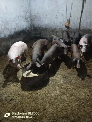 Vând purcei - imagine 3