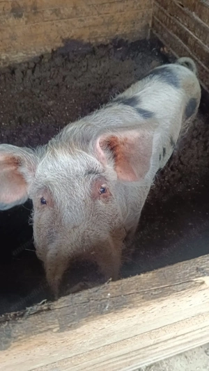 Vand porci 9 lei kg viu - imagine 4