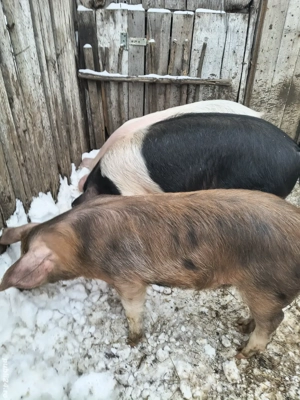 vând tot ce se vede în poze  - imagine 2