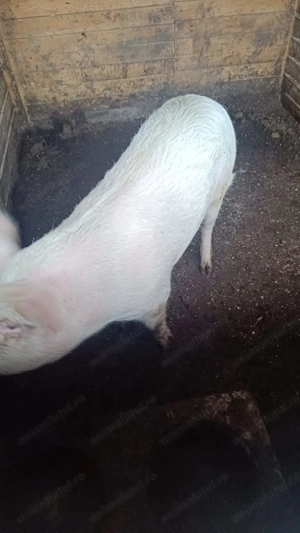 Vand porci peste 100 kg - imagine 4