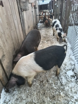 vând tot ce se vede în poze  - imagine 3